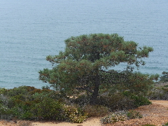 Torry pines 7-17-2011
